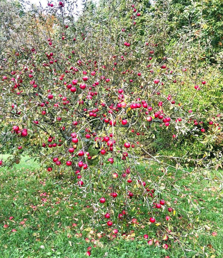 Villa Apple Tree House Lubin  Exterior foto